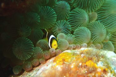 クマノミ幼魚