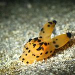 マクロが待ってるよん