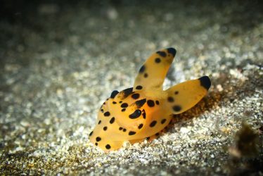 カンナツノザヤウミウシ