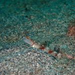 ハゼの宝庫、ヨコバマ