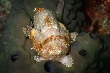 ベニカエルアンコウ