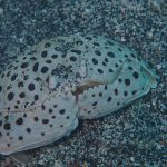砂を掘ったらマルソデカラッパ