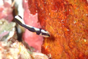 コロダイ幼魚