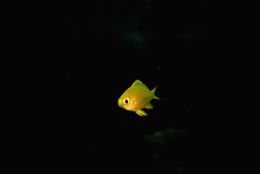 コガネスズメダイ幼魚