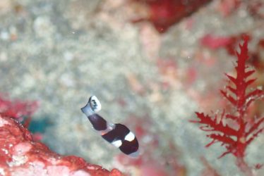 アジアコショウダイ幼魚