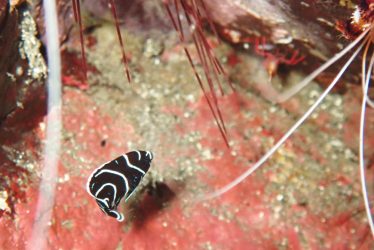 タテジマキンチャクダイ幼魚