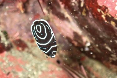 タテジマキンチャクダイ幼魚