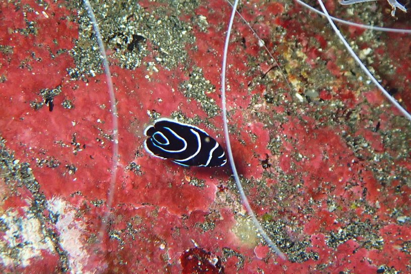 タテジマキンチャクダイ幼魚