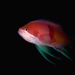 はろうぃんぱーちー