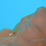自然に従うダイバー