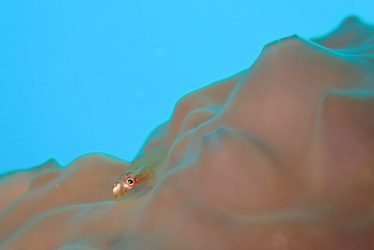 セボシウミタケハゼ