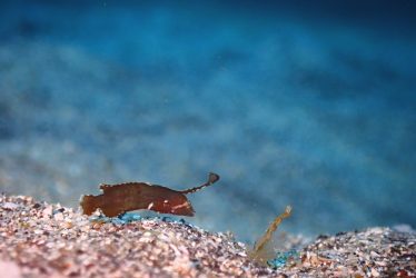 テンス幼魚