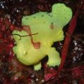 イロカエルアンコウ