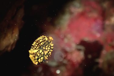 マツカサウオ幼魚