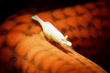ヒトデヤドリエビ