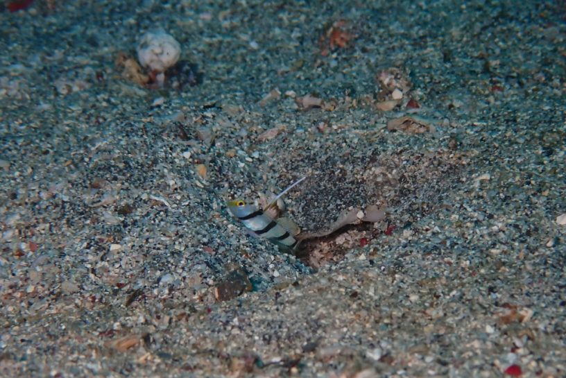 ヒレナガネジリンボウ