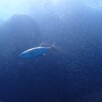 マグロに追われて魚たちは大変