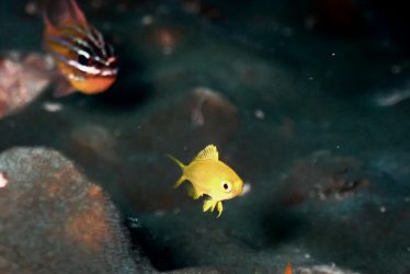 コガネスズメダイ幼魚