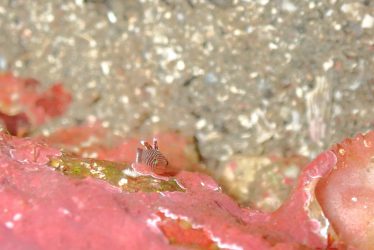 ベンケイハゼ？幼魚