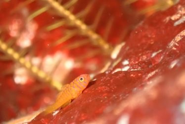 オキナワベニハゼ