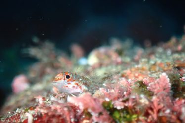 ヒメギンポ幼魚（メス）