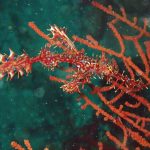 海も生物もゆらゆら～