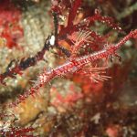 海洋公園で記念ダイブ！