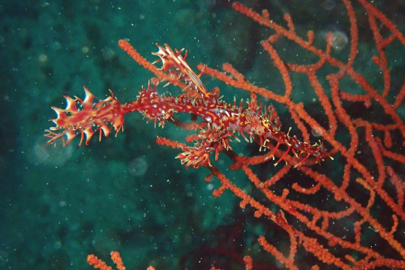 ニシキフウライウオ