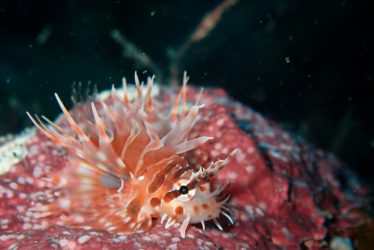 キリンミノの幼魚