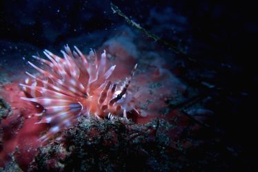 キリンミノ幼魚