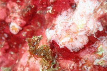 ハチジョウタツ