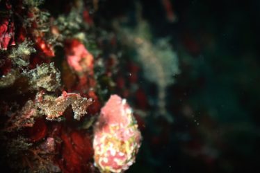 ハチジョウタツ