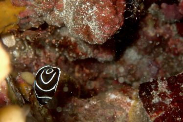 タテジマキンチャクダイ幼魚