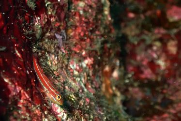 タテスジギンポ