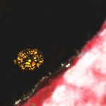 またまた八幡野へ～♪