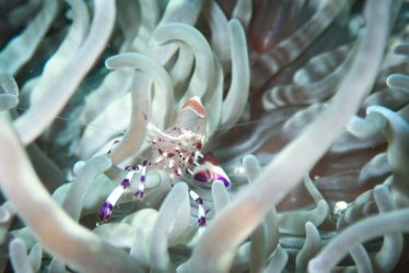 アカホシカクレエビ