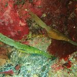 富戸落ち着きました