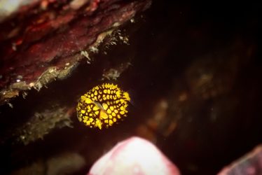 マツカサウオ幼魚