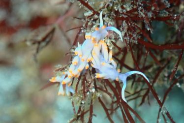 サキシマミノウミウシ