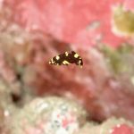 良き青い海です