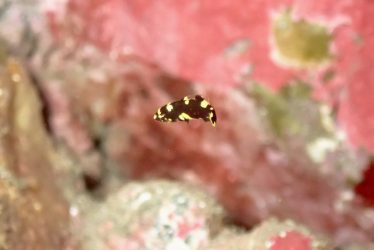 ケサガケベラ幼魚