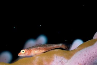 アカスジウミタケハゼ