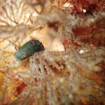 マクロリクエストだ！