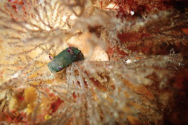 コミドリリュウグウウミウシ