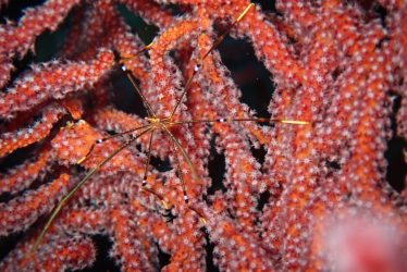 オルトマンワラエビ