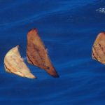 海さえ落ち着いたらこっちのモンです！