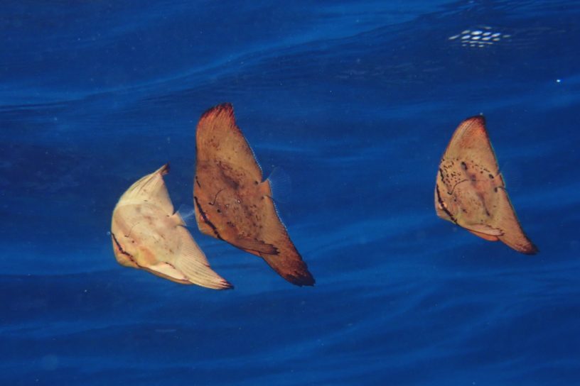 ナンヨウツバメウオ