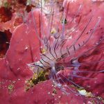 アジ根でガッツリ1ダイブ！