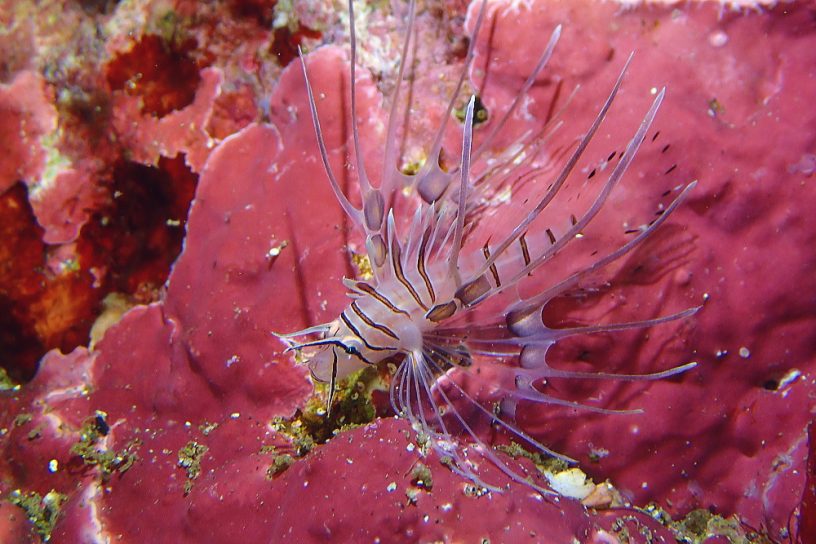 ハナミノカサゴ幼魚
