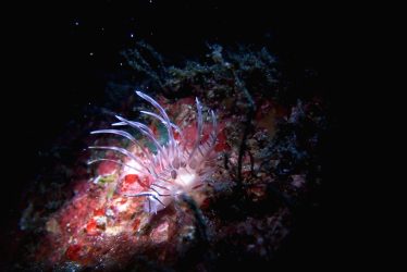 ハナミノカサゴ幼魚？